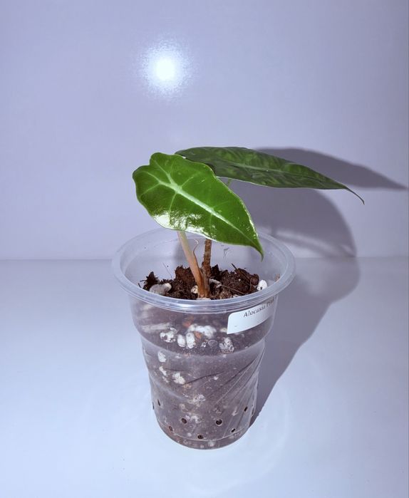 Алоказия, комнатные растения, комнатные цветы