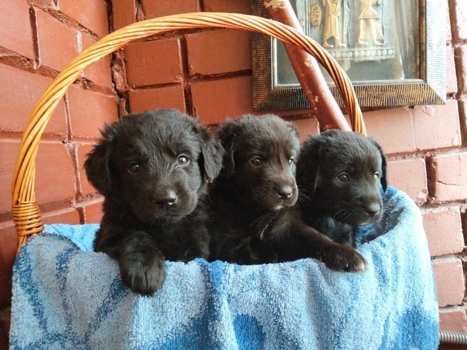 Продам щенков. Лабрадор