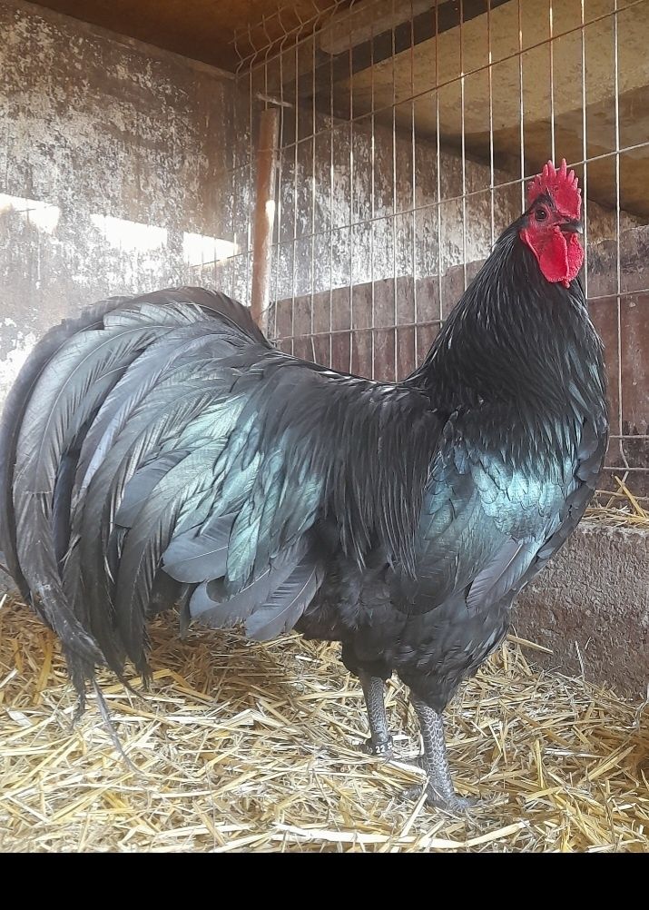 Vând pui din rasa de gaini Australorp Albastru si Negru