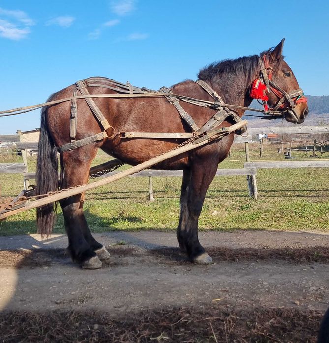 Iapă de  3 ani, talie mare, gestantă din luna septembrie