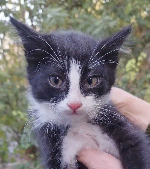 Кот, котенок в добрые руки. 3 мес. Чистый. Здоровый.