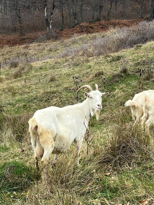 Vand 5 capre și un țap sannen