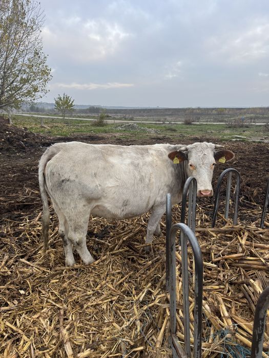Vaci si vieti de vanzare