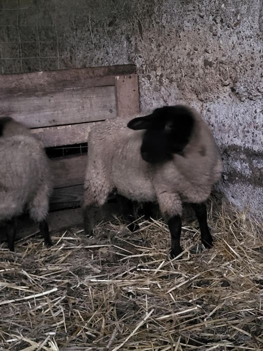 Vând sau schimb   !