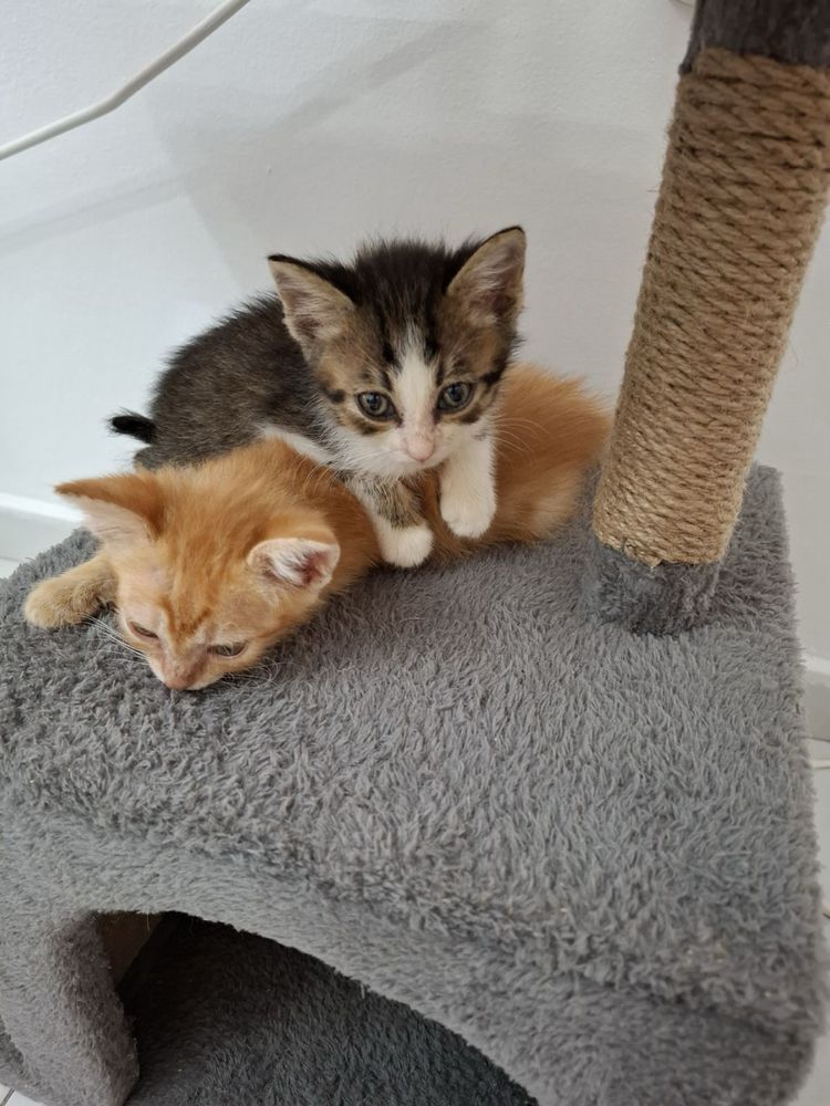 Две мъжки котета