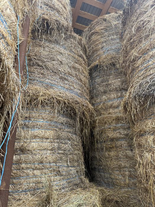 Vand baloti rotunzi 150x150 de lucerna coasa 1, coasa 2 sau amestec