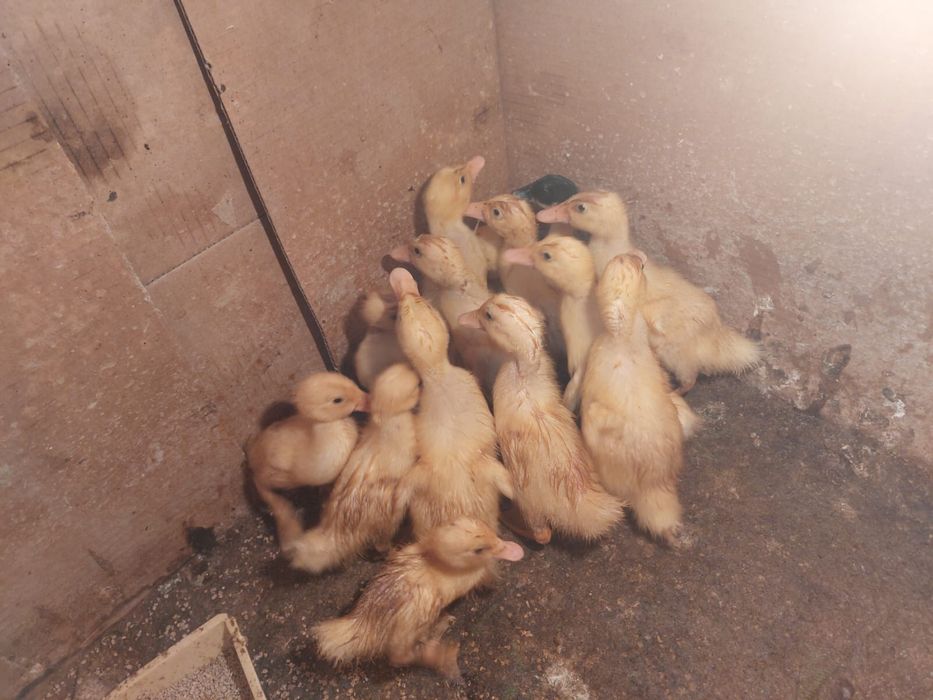 Балапан шт 2 мын