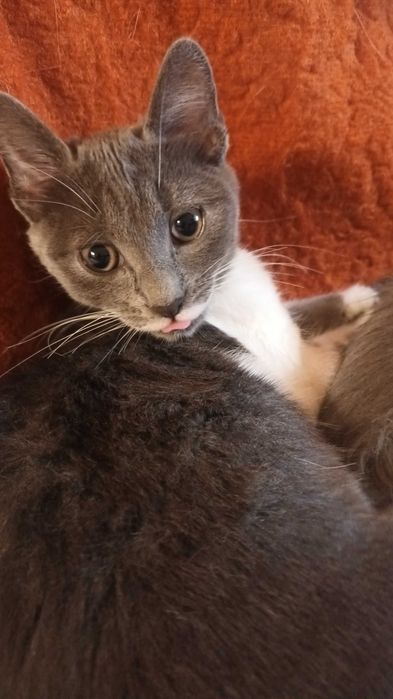 Продавам котенца