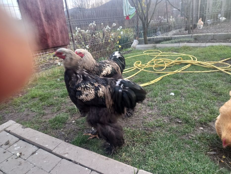 Cocosi brahma pe negru