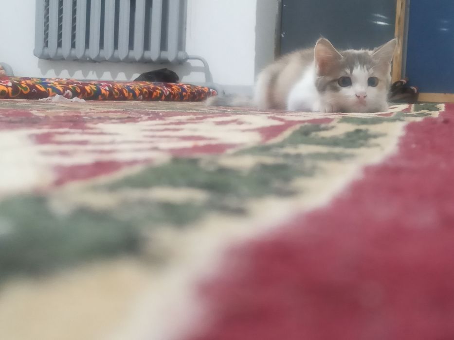 2 ayliq Pishiq balasi jaqsi qollarga beriledi ( esheyin)