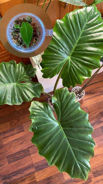 РАСПРОДАЖА КОМНАТНЫХ РАСТЕНИЙ хойя, алоказия, филодендрон, монстера