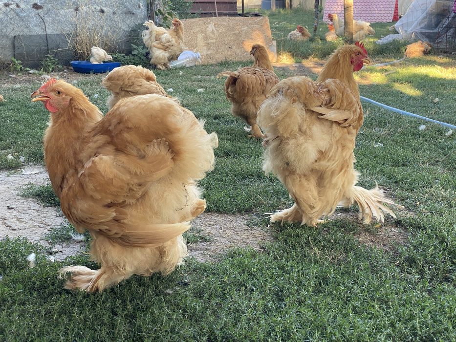 Vand schimb cocoș  rasa Conchinchina si pui de anul acesta .