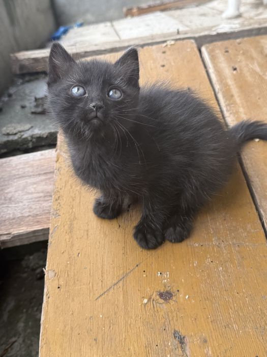 Pisici pentru adoptie - 1 luna jumate