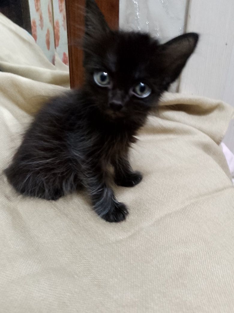 Котята в добрые руки.девочки,возраст 1-2 месяца.