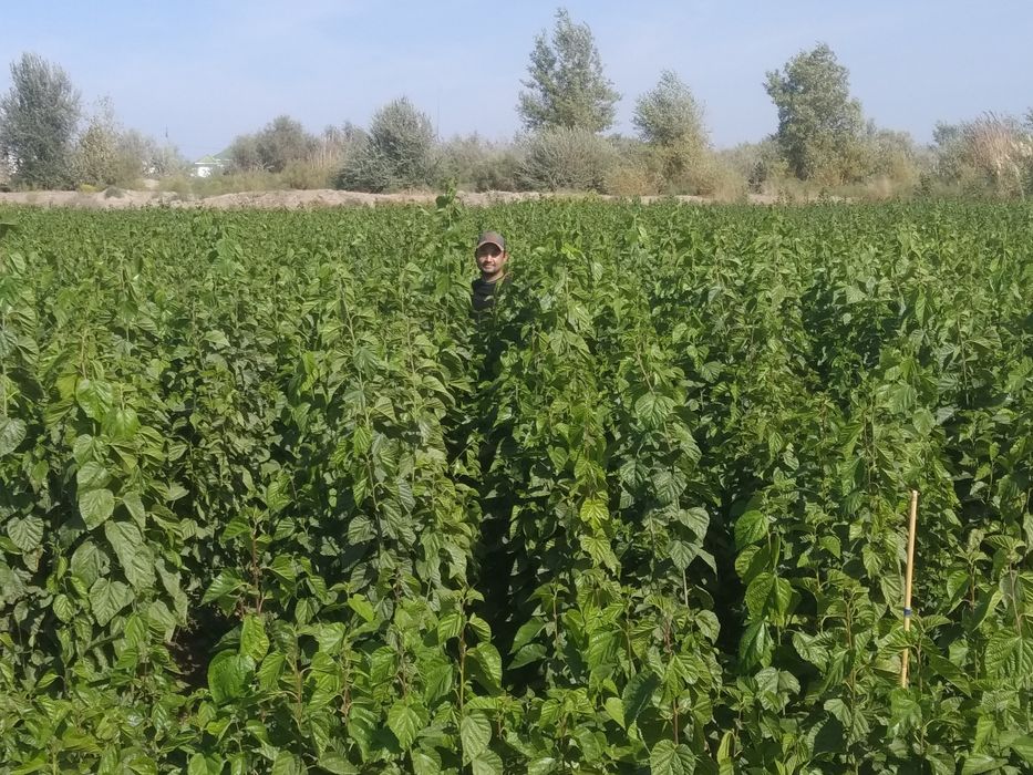 Xivada tut ko'chatlari sotiladi