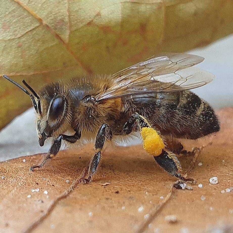 Пчелни отводки дадан блат