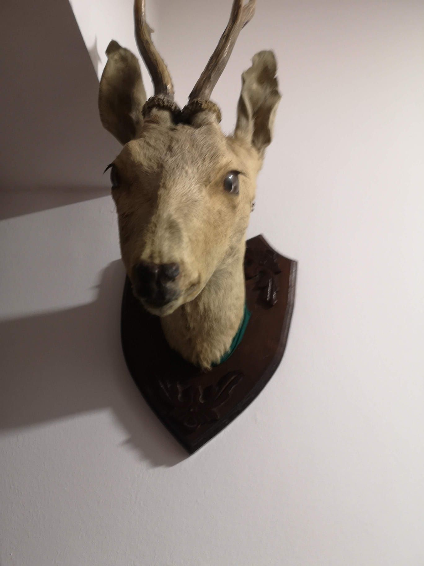 Vând trofeu căprioara frumos taxidermie