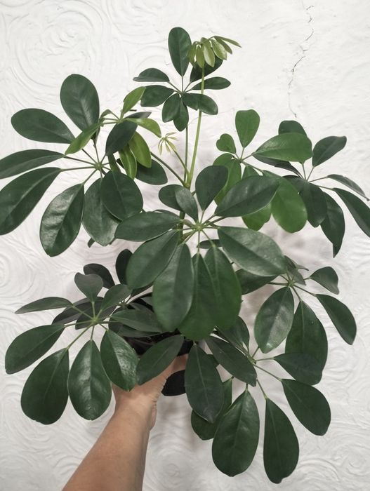 Комнатные растения.