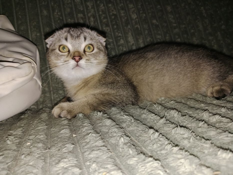 Красивые котята чистокровные шотландские