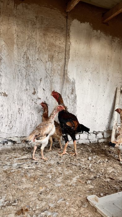 horoz 500ming 4,300kg tovuqla 350ming 3kg kelishiladi tovuqlaram