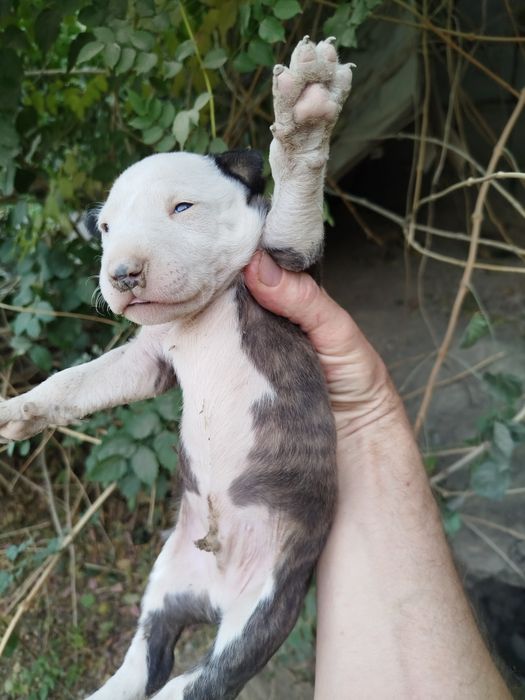 щенки породы бультерьер
