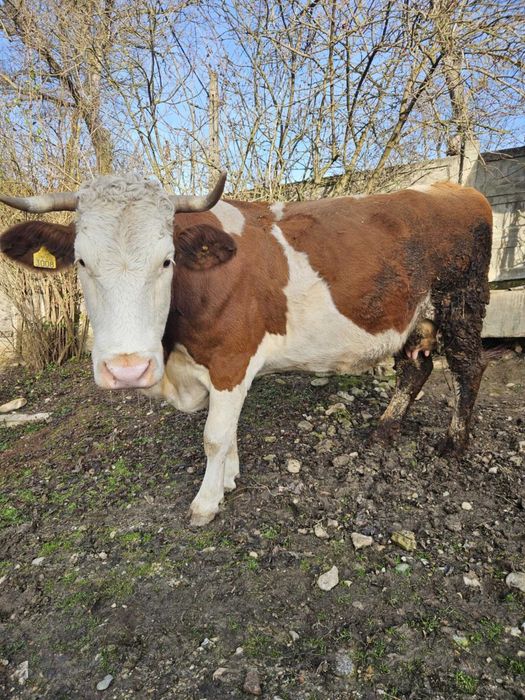 Vând vacă gestanta