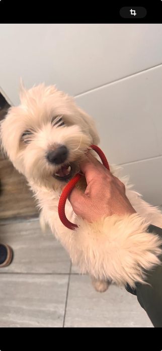 Donez bichon maltese