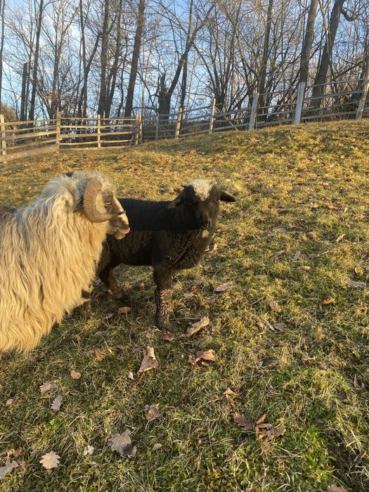 Vand oaie cu mieluta