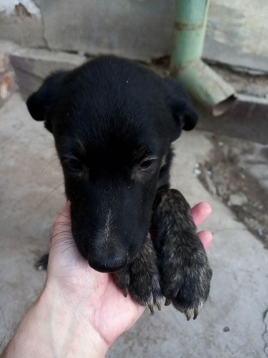Щенок с душой который услышит ваш фителёк горящий глубоко под сердцем