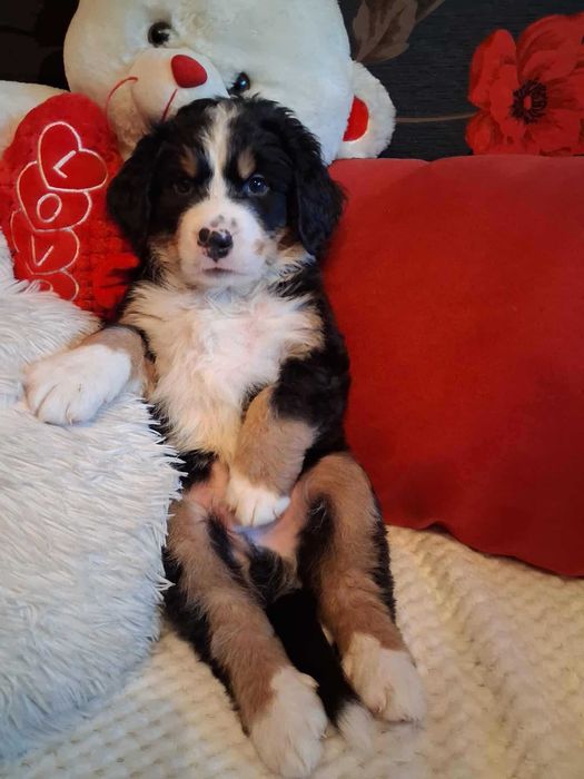 Бернска овчарка - Швейцарска овчарка