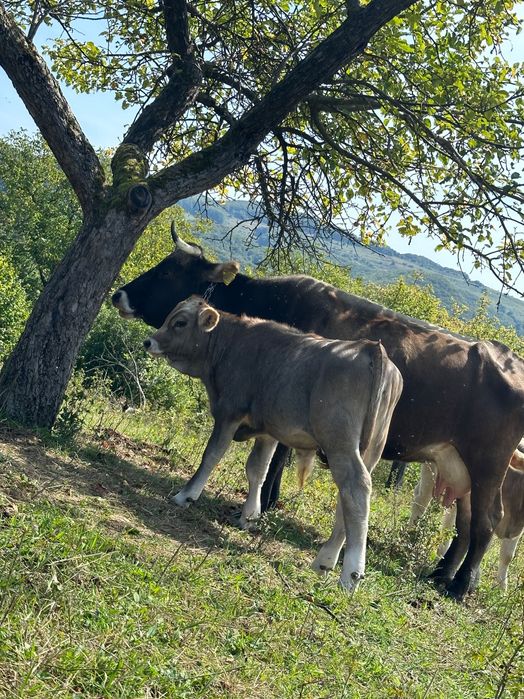 Vacă cu vițel de vânzare