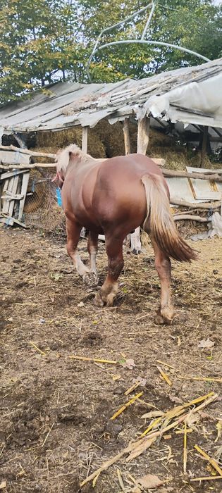 Mânz de vânzare 1 an și 2 luni