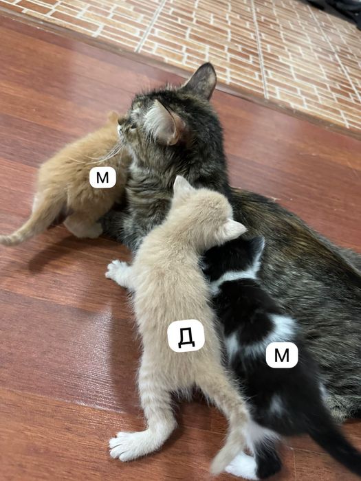 Отдам котят в добрые руки