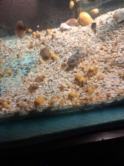 Продава Охлюв Ампулария