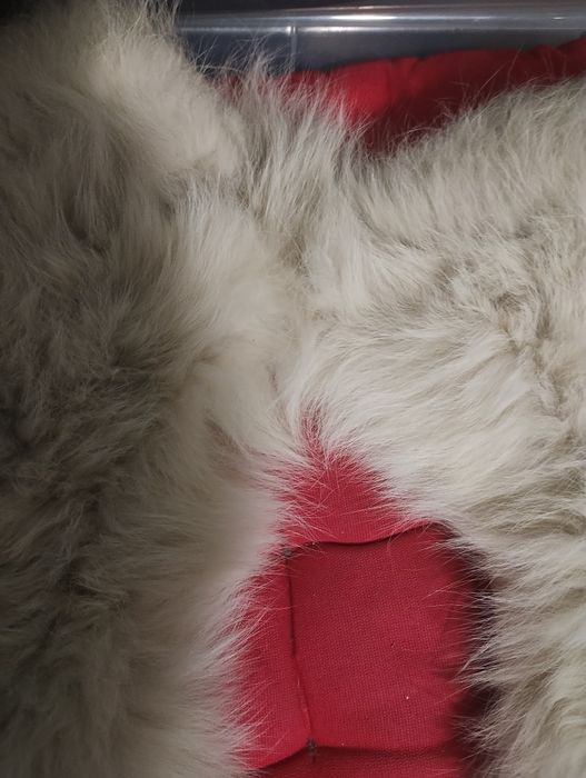 Guler blana de vulpe polară