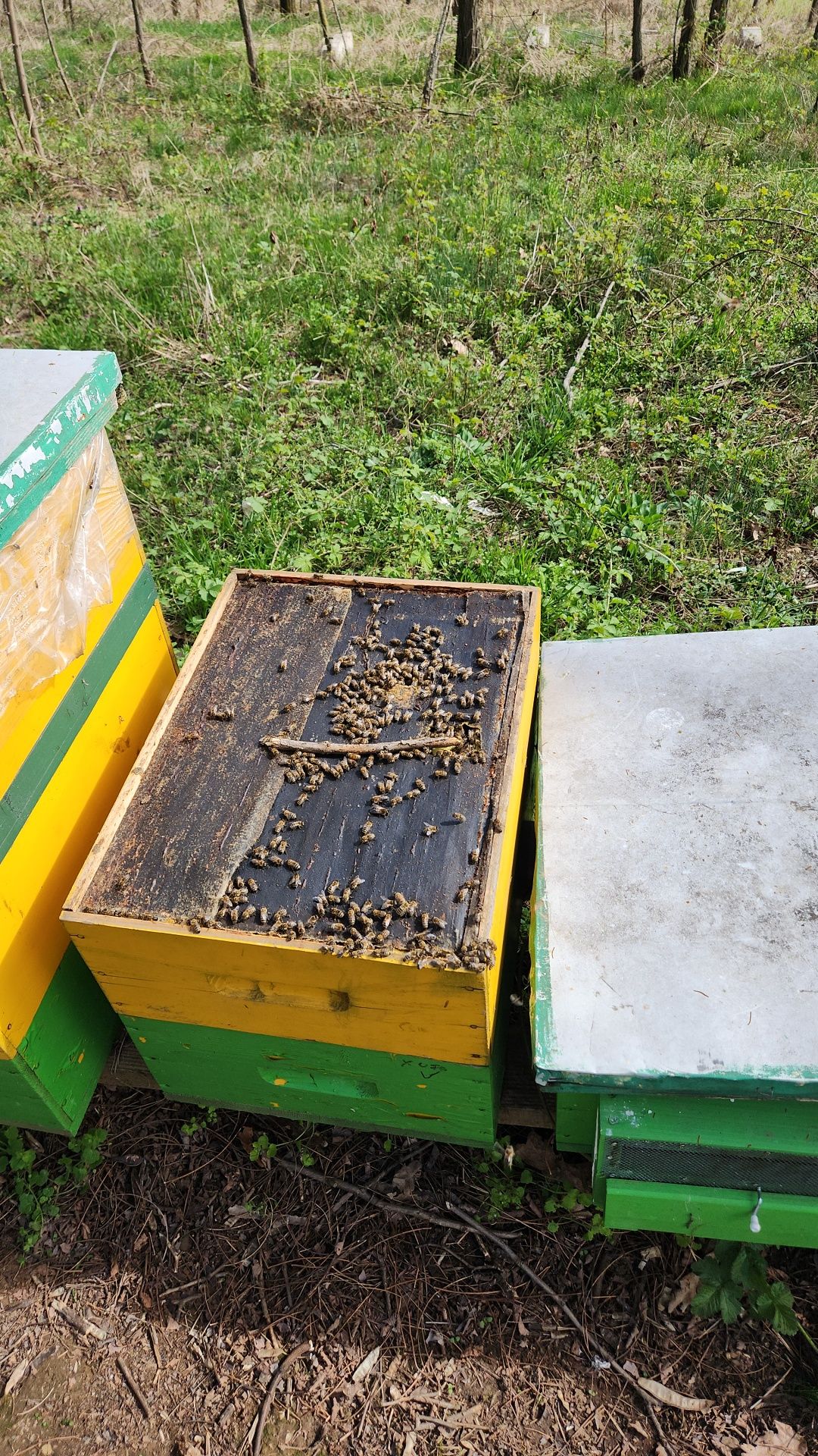 Familii albine  cu lazi de vanzare