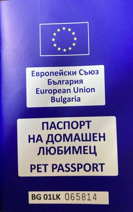 кученце,австралийска овчарка,мъжкар,на 4 месеца, ваксини,паспорт и чип