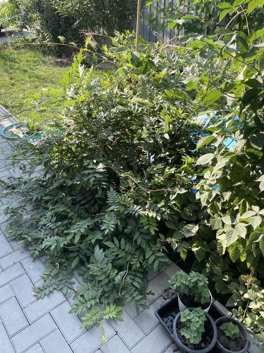 Глициния розовая,взрослая.