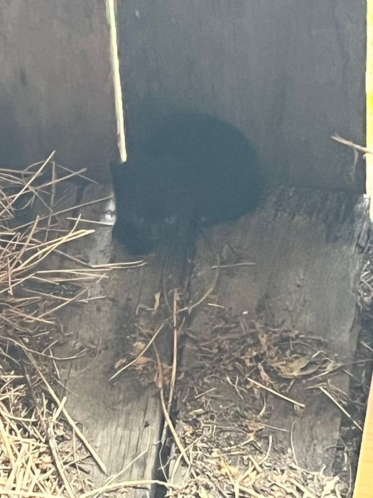 pui de pisica - donatie