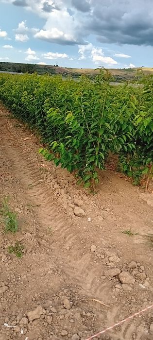 Producator vand pomi fructiferi