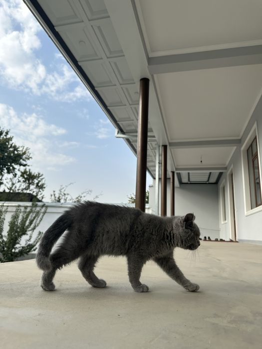 кошка : скоти страйт