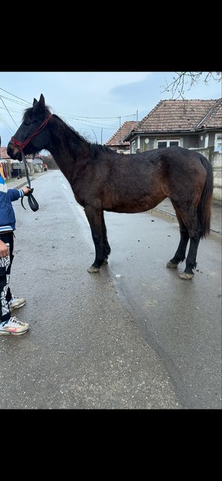De vanzare cal castrat de 12 ani  trage fff bn la utilaje fff bland