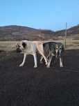 Căței kangal de vanzare