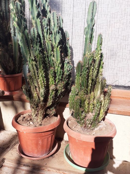 Кактус плюс още един подарък