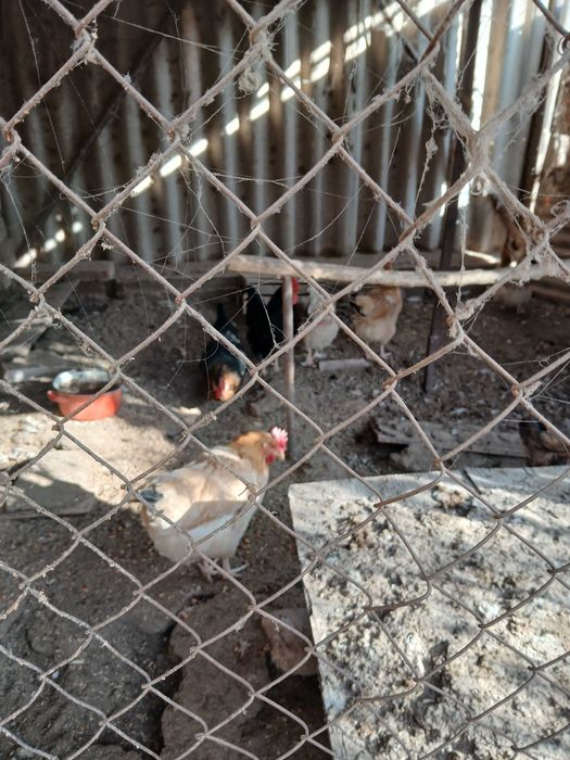 Домашние куры продаются