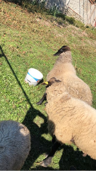 Vand oi carabase si 2 turcanr