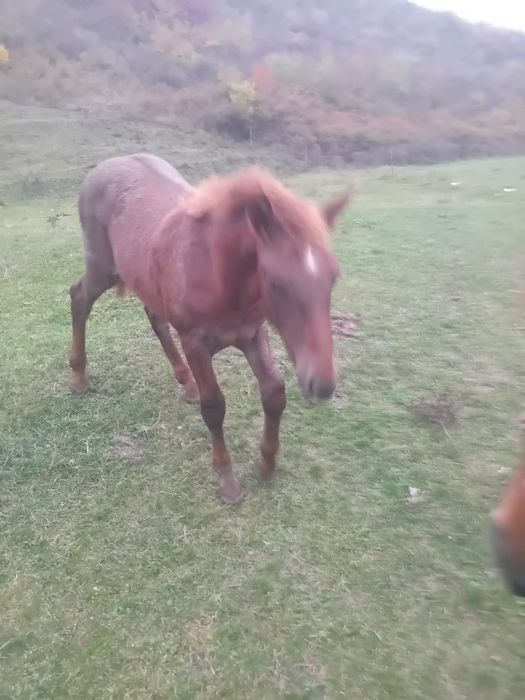Vând sau schimb cu juninca