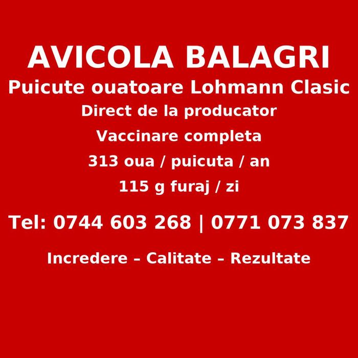 Comandă acum - Puicuţe ouătoare – Lot Limitat