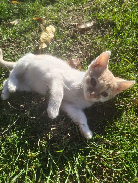 Adopție pisoi  jucăuși