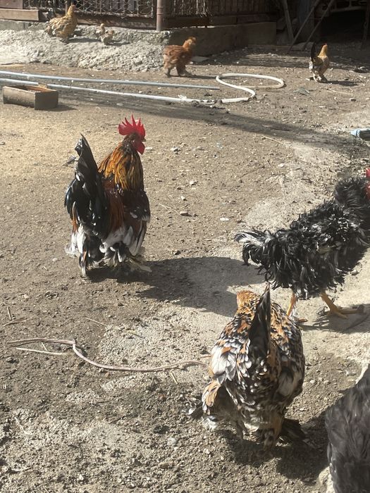 gaini pitice mii de flori familie , sunati pentru mai mulye detalii